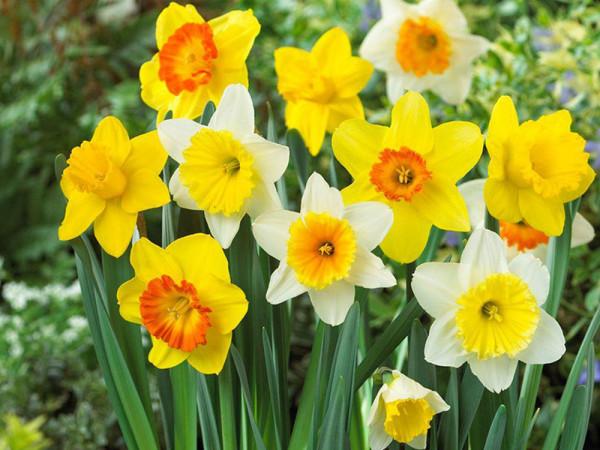 冬天開花的美麗植物,現在搬一盆回家,等到新春添喜慶 冬天開花的美麗植物,現在搬一盆回家,等到新春添喜慶