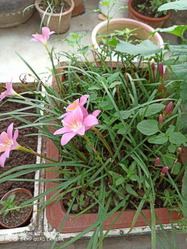 養不好花的罪魁禍首：積水爛根，5招讓你擺脫養花難問題