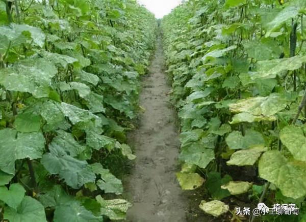 蔬菜葉片幹邊現象頻繁出現！這些原因一定要知道