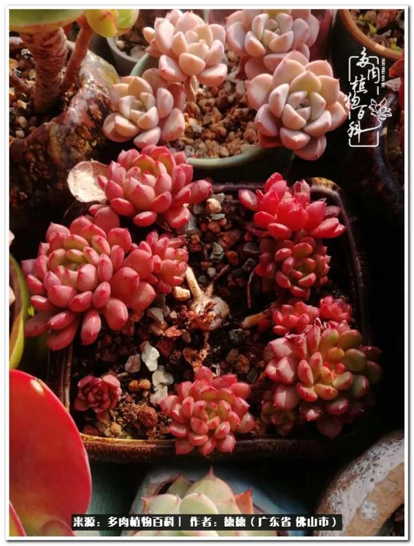 廣東的多肉陽臺:生命不息,折騰不止 廣東的多肉陽臺:生命不息,折騰不止