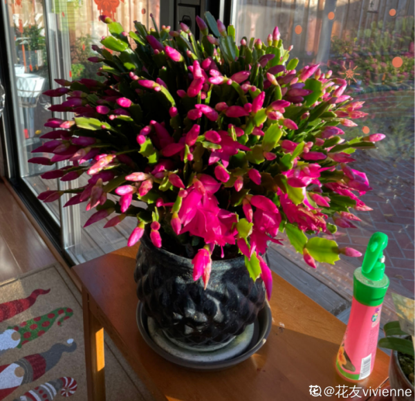 花600塊買的大花蕙蘭，掉個苞20塊錢沒了，心疼···