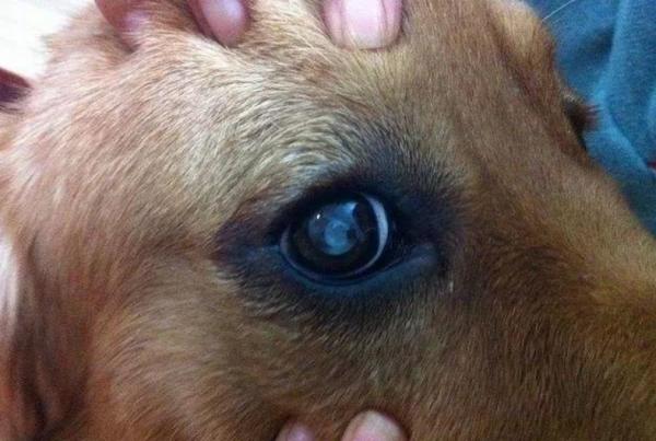 莫名對空氣狂叫，害怕地發出嗚咽聲，狗真的能看到“髒東西”嗎？