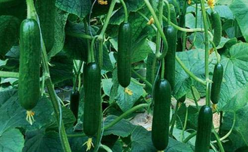 美國機械化採摘黃瓜，一天可收1000噸！為啥我們沒有這種機器？