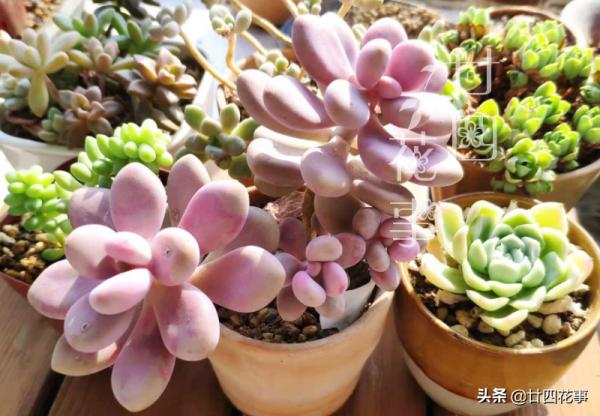 秋天養多肉,運用3要素合理虐養,適當“進補”,養出果凍小胖墩 秋天養多肉,運用3要素合理虐養,適當“進補”,養出果凍小胖墩