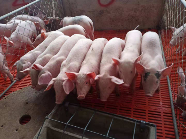 隨處可見的豬肉都是“進口豬”，我國本土豬都去哪兒啦？