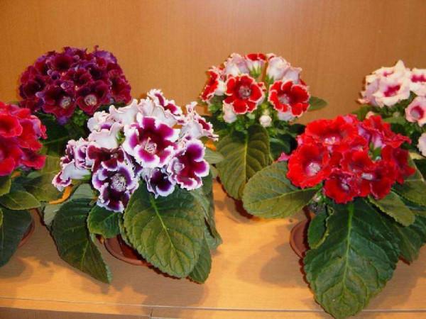 天生“怕曬”的7種花，曬太陽容易黃葉，放陰涼地反而綠油油的