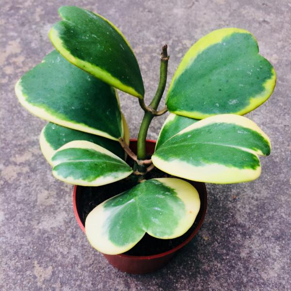 1種花名叫“心葉球蘭”,超耐陰還能爬藤,開花滿屋子香味 1種花名叫“心葉球蘭”,超耐陰還能爬藤,開花滿屋子香味