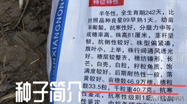 高產小麥有啥特點，選擇高產小麥種的方法，掌握三點，增產有潛力