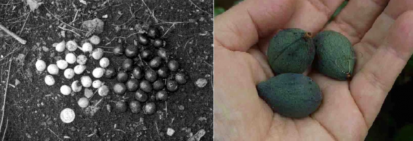 “嗓之眼”最大的鴿子小笠原雜色林鴿，和能“復活”的白喉秧雞