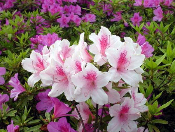 杜鵑小苗為何難栽不易成活,葉子驟然大量變白是何緣故? 杜鵑小苗為何難栽不易成活,葉子驟然大量變白是何緣故?