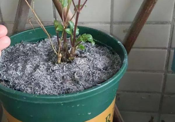 家裡的“3種灰”,能殺菌、促生根,盆裡撒1點,生長健康又旺盛 家裡的“3種灰”,能殺菌、促生根,盆裡撒1點,生長健康又旺盛