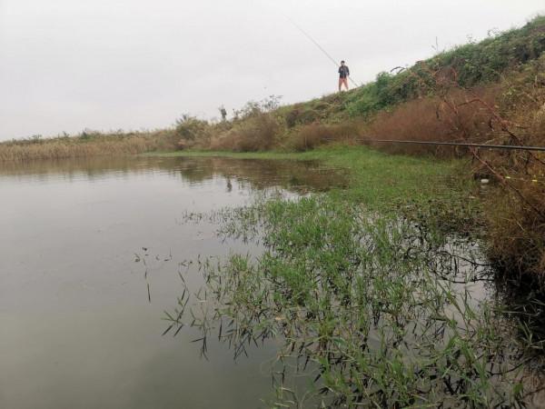 撿板栗不忘板鯽，入水口、倒樹旁真的是天然魚窩