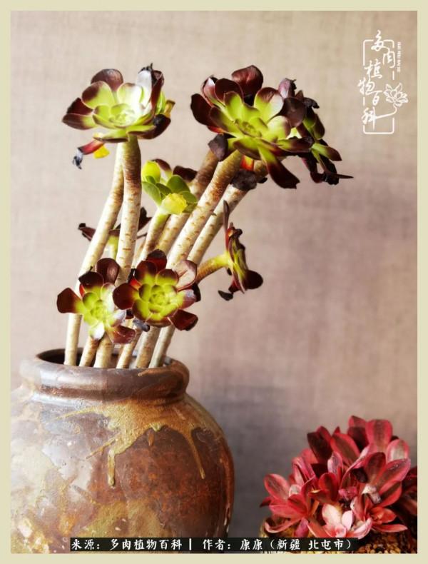 遠處都是風景，近處全是人生，眼前卻是多肉