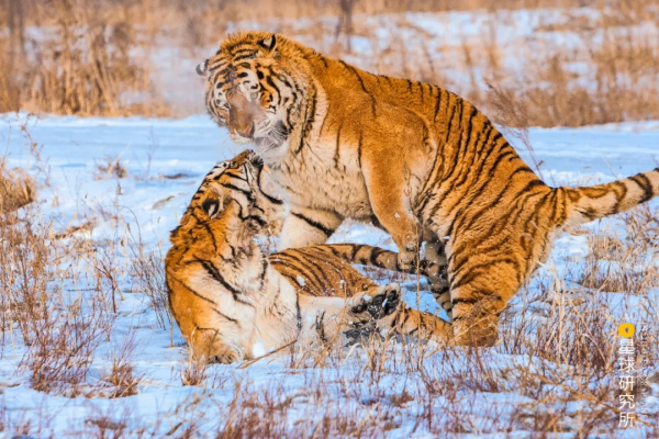 &quot&semi;meng&quot&semi;虎出山，虎年新春帶你看老虎的前世今生