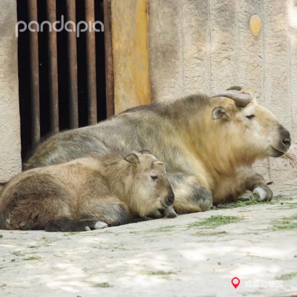 今天，來說說如何給大熊貓“充電”