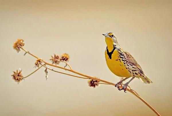 枝上有隻漂亮鳥兒……