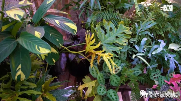 被疫情困太久，歐美年輕人開始瘋狂囤積綠植，借錢都要買？