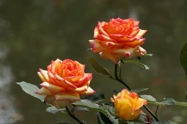 鮮切花中的“5美人”，都可以盆栽養殖，養好了，鮮花自由