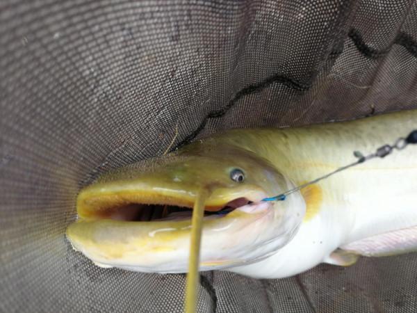 不少釣友有“打窩強迫症”，但這些時候完全可以不打窩子