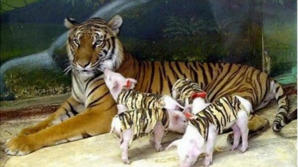 老虎媽媽之跨物種母愛氾濫