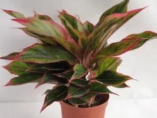 觀葉植物如何過冬？你準備好了嗎？