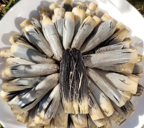 玉米上長出的“瘤狀物”，能賣出高價，有人卻直接當垃圾扔掉？