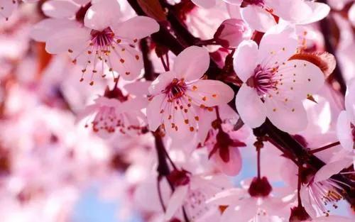 十二月生每個月對應的十二種生日花