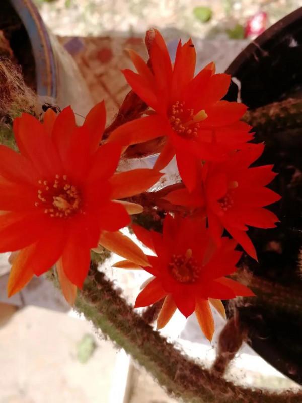 滿地荊棘 總會開花 滿地荊棘 總會開花