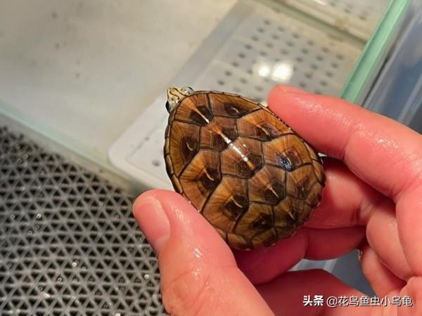 長不大的迷你龜，果核龜