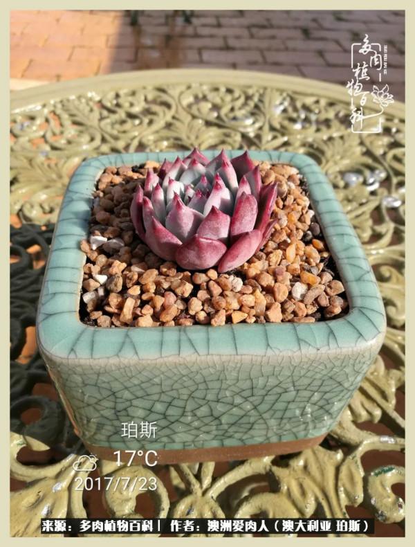 多肉變胖純屬正常,我的變胖卻是工傷 多肉變胖純屬正常,我的變胖卻是工傷