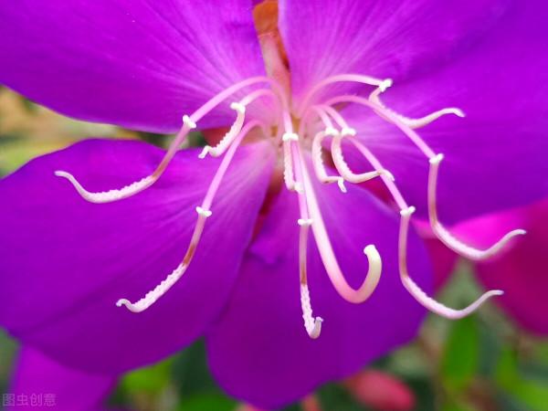 光看葉子就覺得很美，開花那一刻，我承認被驚豔到了