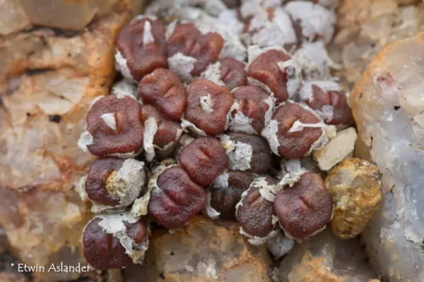 世界那麼大，多肉那麼美，我們一起去看看吧 | 南非多肉欣賞