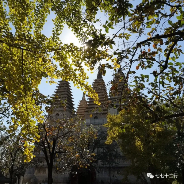 北京金秋賞銀杏 | 五塔寺 北京金秋賞銀杏 | 五塔寺