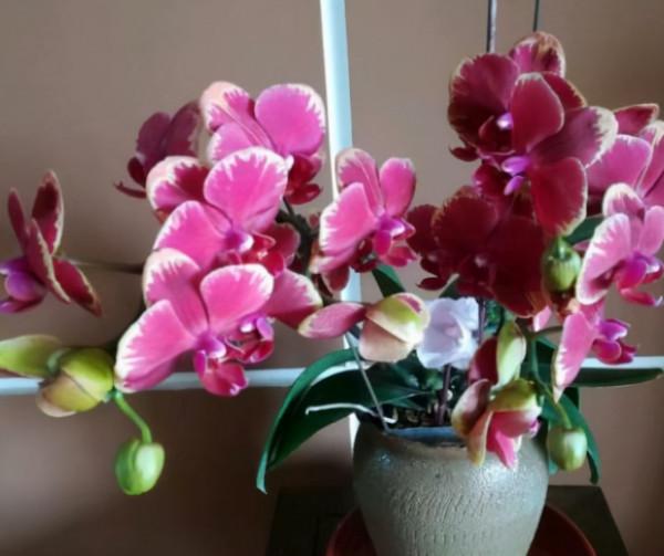 如果你買了蝴蝶蘭，記住&OpenCurlyDoubleQuote;4不能&rdquo;，輕鬆開花幾個月