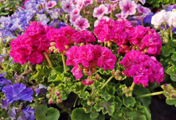 想養好天竺葵，要記住“4點”，即使是新手，也能養爆盆