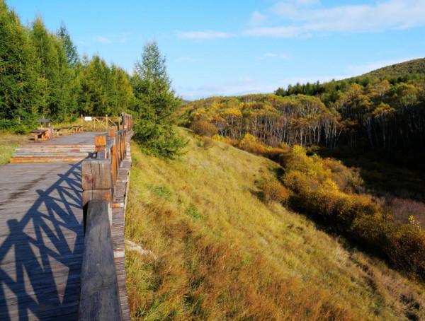 北京自駕4個小時，去承德壩上七彩森林，這裡的秋天太美了