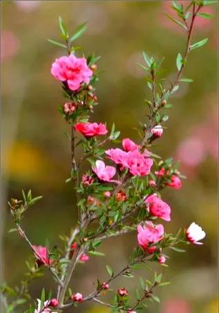 非松亦非梅的松紅梅