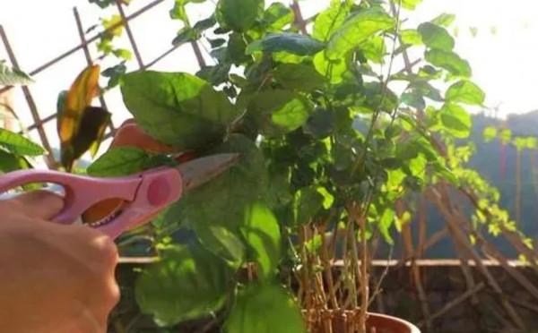 茉莉冬天怎麼養？做好4件事，來年花枝長得多