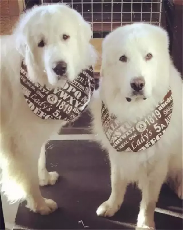 這才是大白熊正確的開啟方式，除了萌那就是炒雞萌