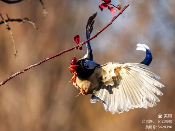 不為雞犬是戰狼，但看紅嘴藍鴉鵲