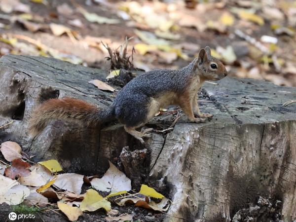 土耳其公園秋葉斑斕 民眾和小動物共享自然之美