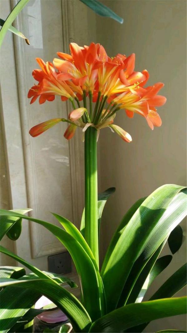 八種“旺財花”，一曬就黃葉，放在“半陰地”反而長得旺