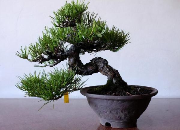 養花大神用這“3步”養花,2個月不到“價值”翻倍漲,難怪能旺運 養花大神用這“3步”養花,2個月不到“價值”翻倍漲,難怪能旺運