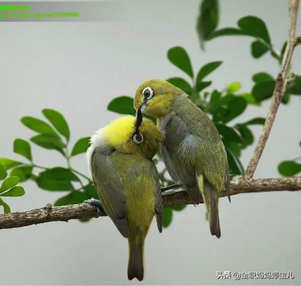 分享——比翼鳥