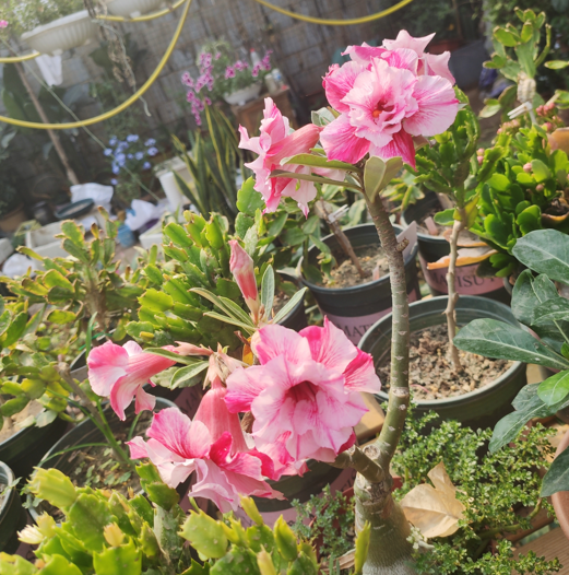 在家中養沙漠玫瑰，準備3樣&OpenCurlyDoubleQuote;小東西&rdquo;，讓它不爛根，持續開不停