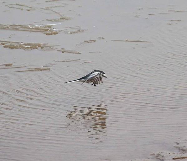 一種少見的鳥，在朋友圈很難看到它的身影—白鶺鴒