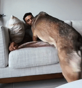 警犬退役後情緒很低落,鏟屎官靈機一動,陪它演了一齣戲 警犬退役後情緒很低落,鏟屎官靈機一動,陪它演了一齣戲