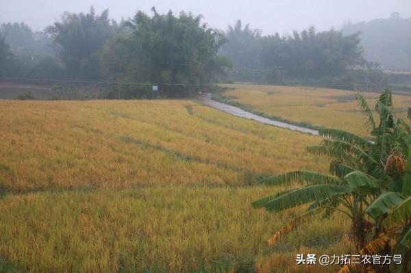 “糧食安全萬里行 力拓好米更安心”——2021糧食安全主題活動舉行