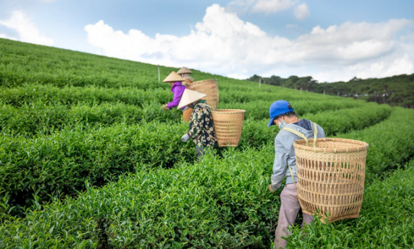 茶知識，中國十大名茶