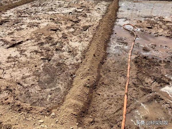 種菜土壤老是乾硬、板結?3個措施綜合管理,土質鬆軟,不妨一試 種菜土壤老是乾硬、板結?3個措施綜合管理,土質鬆軟,不妨一試